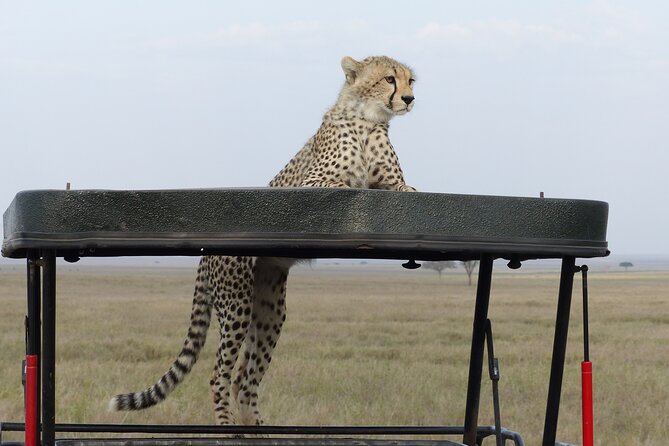 6 Days Private Budget Safari - Day 3: A full day in Serengeti