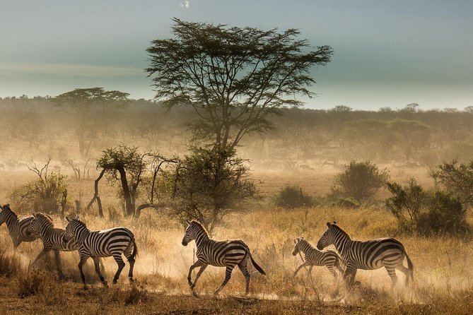 6 Days Tanzania Budget Camping Safari - Day one: elephants and baobabs in Tarangire