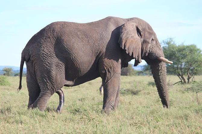 7-Day Premium Luxury Tanzania Safari All-Inclusive - Day 3: Lake Manyara’s birds, woodland, and cliffs