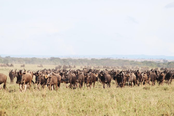 7-Day Premium Luxury Tanzania Safari All-Inclusive - Day 5: A full day in the Serengeti