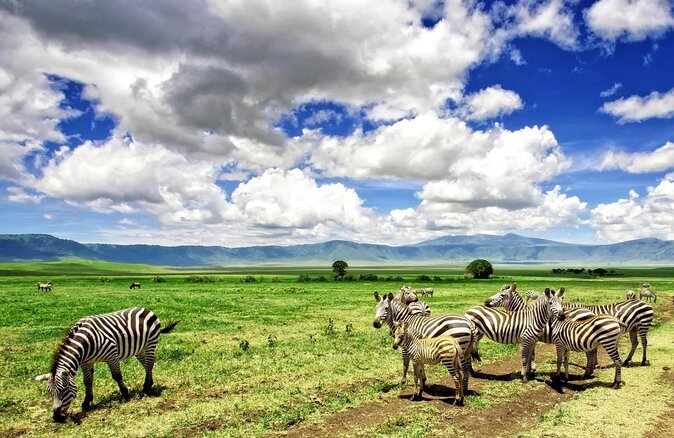 8 Day Spectacular Migration Serengeti mid -Range Tanzania Safari - Key points at a glance