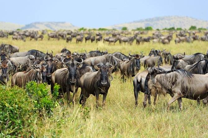 8 Day Spectacular Migration Serengeti mid -Range Tanzania Safari - Why this safari works for a first Tanzania visit