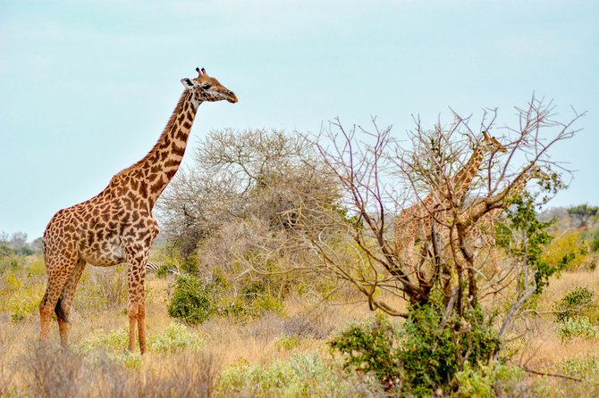 8 Day Spectacular Migration Serengeti mid -Range Tanzania Safari - The Serengeti begins with a changing view