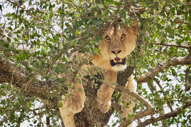 8 Day Spectacular Migration Serengeti mid -Range Tanzania Safari - Returning through central Serengeti keeps the search going
