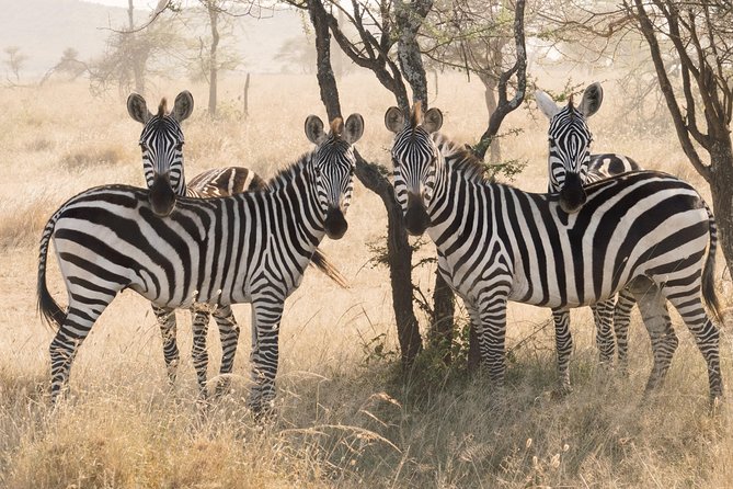 8 Day Spectacular Migration Serengeti mid -Range Tanzania Safari - Ngorongoro Crater packs wildlife into one dramatic bowl