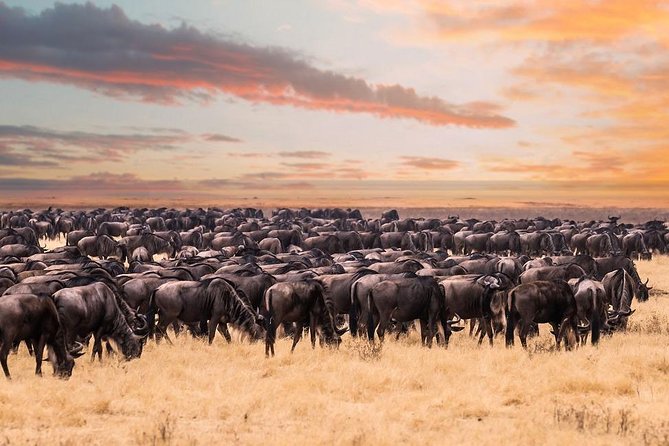 8 Day Spectacular Migration Serengeti mid -Range Tanzania Safari - Arusha begins with an easy landing