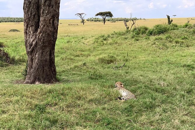 8 Days Great Wildebeest Calving Migration Safari from Arusha - Day 4: Moving into the Ndutu area