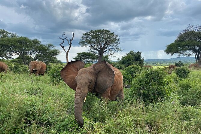 8 Days Great Wildebeest Calving Migration Safari from Arusha - Day 6: Central Serengeti and the migration routes