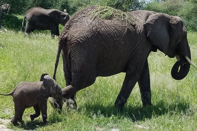 8 Days Great Wildebeest Calving Migration Safari from Arusha - Day 2: Tarangire’s elephants, baobabs, and permanent river