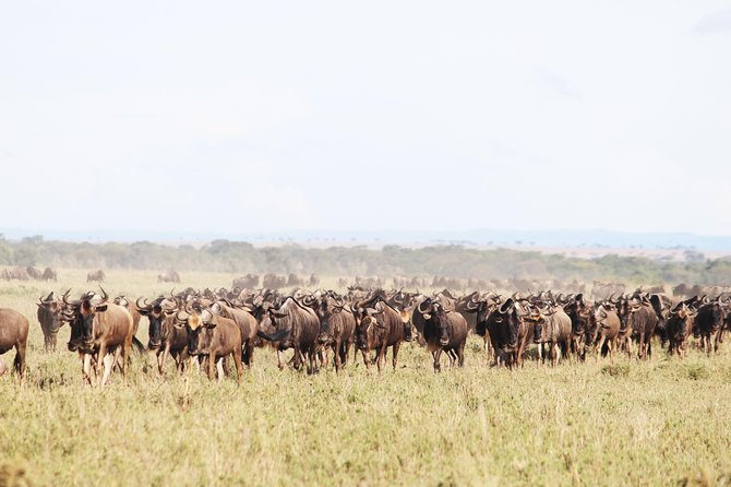 9-Day Serengeti Migration Footsteps Tanzania Safari - Why four nights in the Serengeti matter