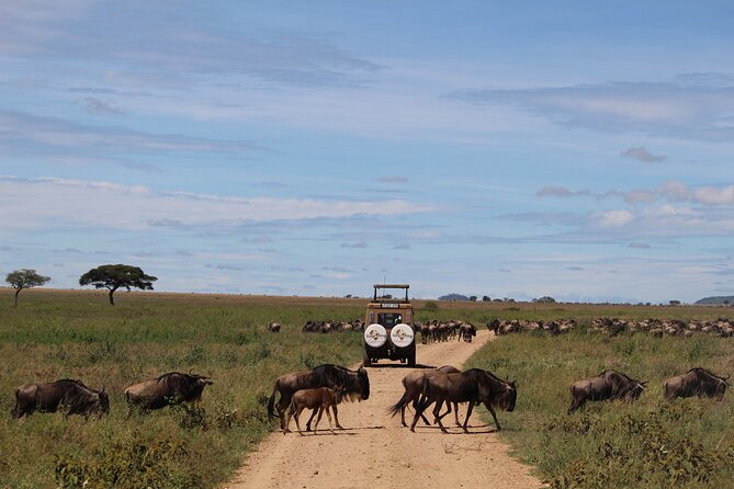 9-Day Serengeti Migration Footsteps Tanzania Safari - Day 3: Through the highlands to the Serengeti