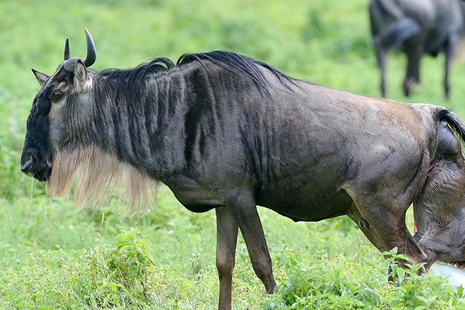 9-Day Serengeti Migration Footsteps Tanzania Safari - Days 4 and 5: Following the herds toward the Mara River