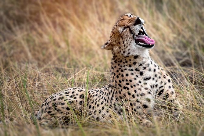 9-Day Serengeti Migration Footsteps Tanzania Safari - Day 1: A quiet start in Arusha