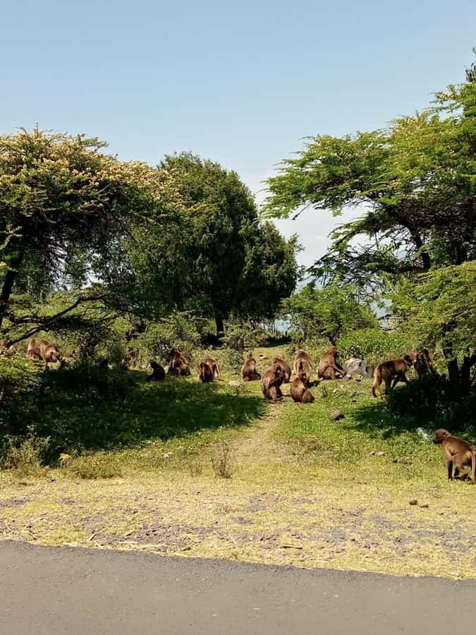 Addis Ababa: Debre Libanos, Blue Nile Gorge, and Cave Tour - Leaving Addis Ababa through Entoto’s highlands