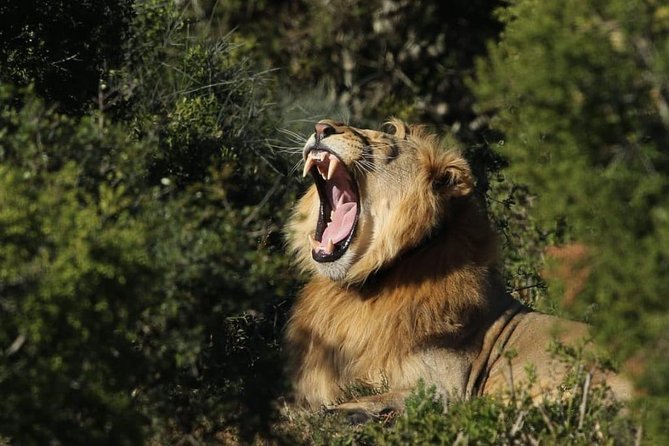 Addo Elephant National Park All Inclusive Full-Day Safari - Why Addo is such a good safari choice