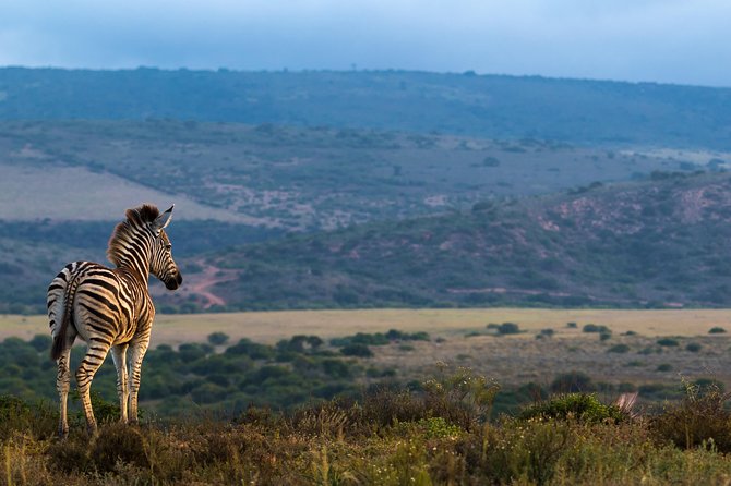 Addo Elephant National Park All Inclusive Full-Day Safari - The afternoon drive and the real rhythm of safari
