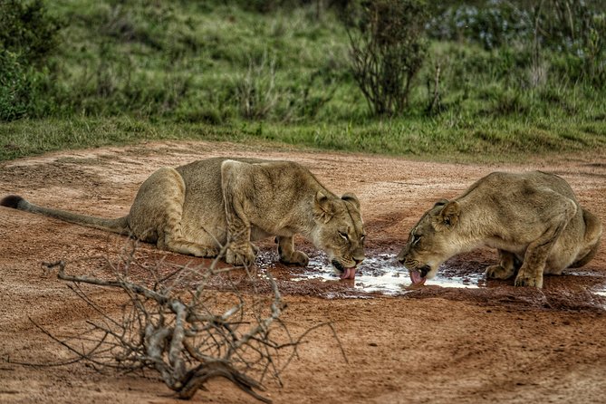 Addo Elephant National Park All Inclusive Full-Day Safari - How the guide changes the experience