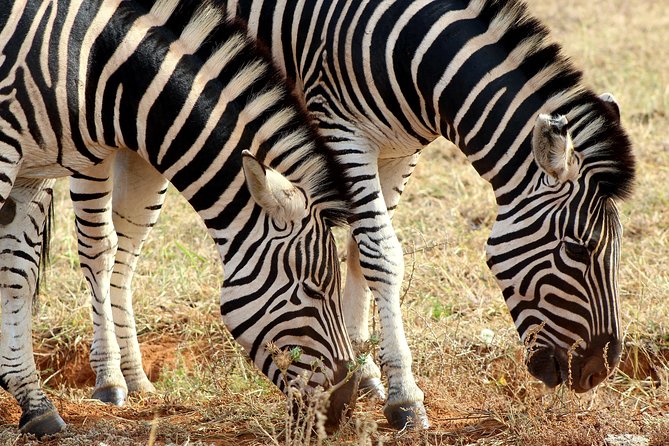Addo Elephant National Park All Inclusive Full-Day Safari - Is $186 good value?