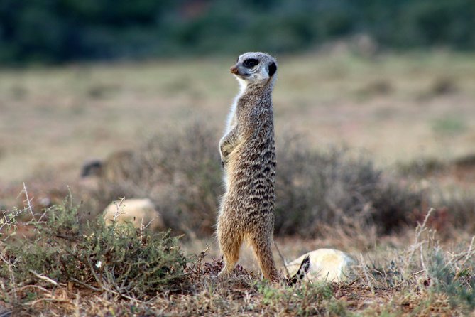 Addo Elephant National Park All Inclusive Full-Day Safari - Who should book this Addo safari?