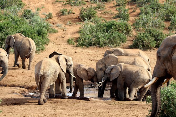 Addo Elephant National Park All Inclusive Full-Day Safari - Pickup from Port Elizabeth and the ride into the park
