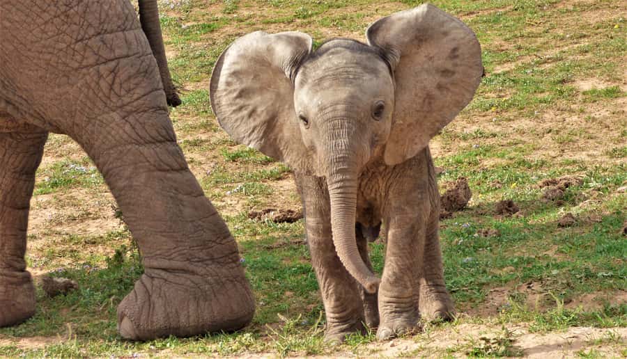 Addo National Park: Guided Half-Day Safari - Key points at a glance