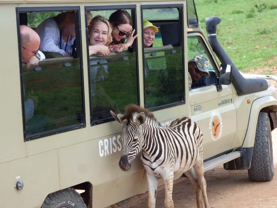 Addo National Park: Guided Half-Day Safari - Four hours in Addo’s northern viewing area