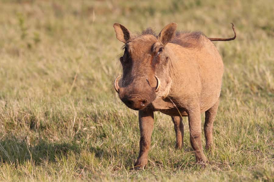 Addo National Park: Guided Half-Day Safari - Snacks, weather, and what to bring