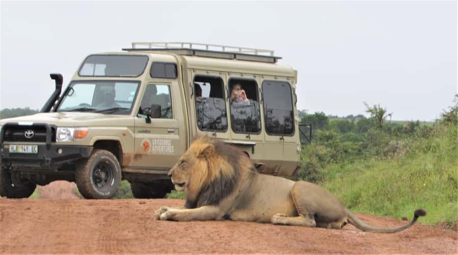 Addo National Park: Guided Half-Day Safari - Who should book this half-day safari
