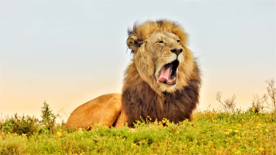 Addo National Park: Guided Half-Day Safari - Why Addo elephants make this trip special