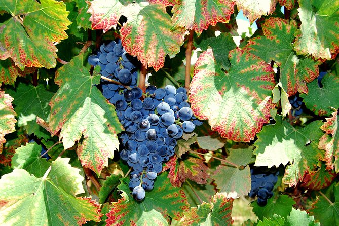 African Story Wine Tours in the Cape Winelands - A proper lunch at Le Pommier