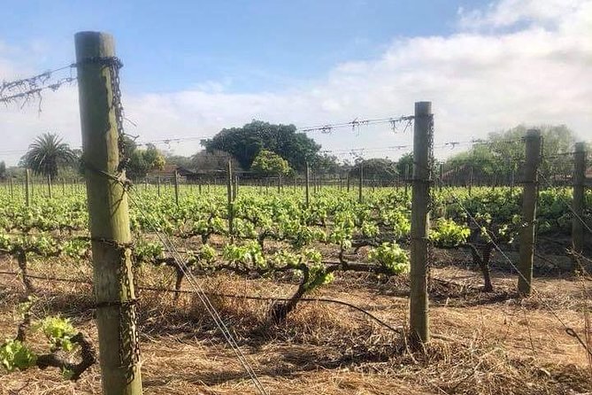 African Story Wine Tours in the Cape Winelands - The morning ride from Cape Town