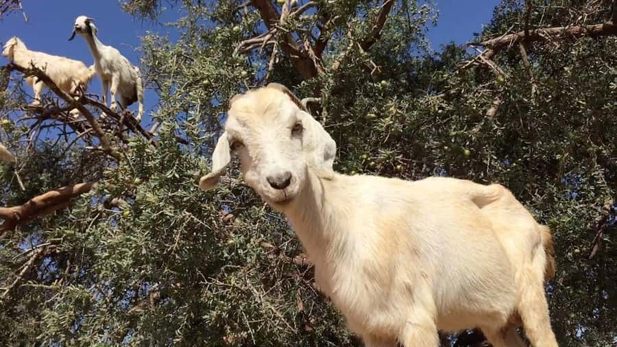 Agadir: ATV Quad Biking and Goats On Argan Trees with Tea - Dust, clothing, and the small practical details