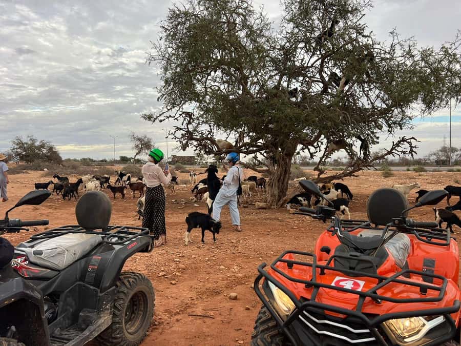 Agadir: ATV Quad Biking and Goats On Argan Trees with Tea - What the $19 price gets you