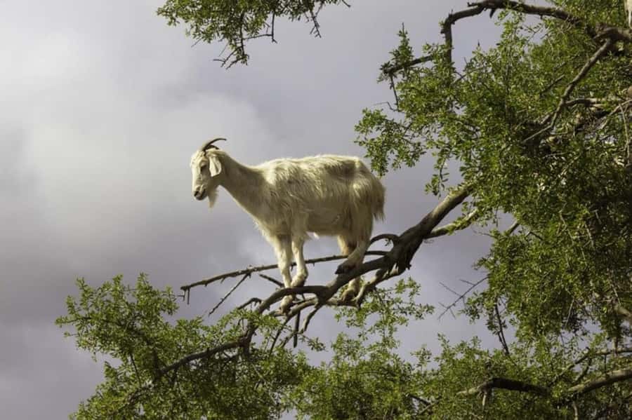 Agadir: ATV Quad Biking and Goats On Argan Trees with Tea - Guides, photos, and the feel of the outing
