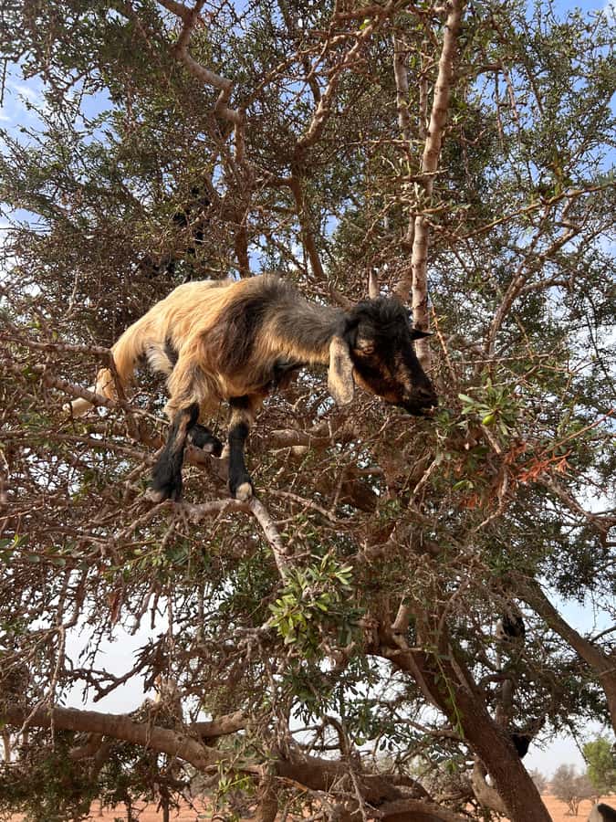Agadir: Cable Car, Crocopark, and Goats on Trees Tour - Why these three Agadir stops work so well together