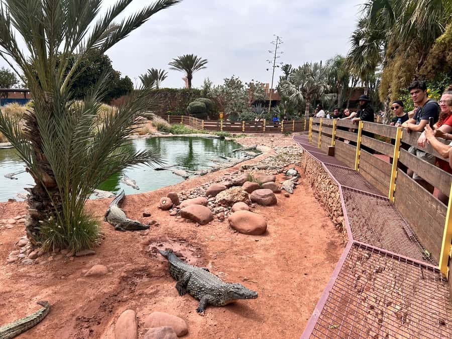 Agadir: Cable Car, Crocopark, and Goats on Trees Tour - Spending two hours at Crocopark