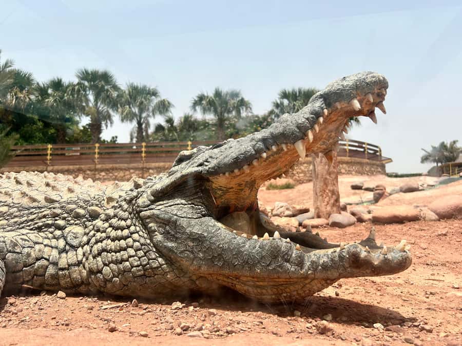 Agadir: Cable Car, Crocopark, and Goats on Trees Tour - Is $76 per person good value?