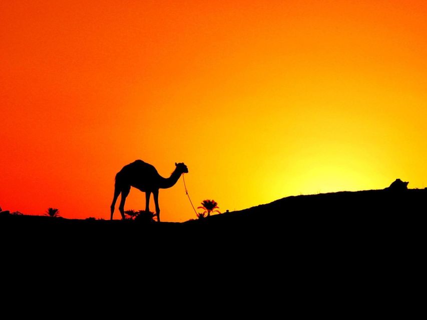 Agadir: Camel Ride With Tea & BBQ Dinner Option - Animal care and comfort