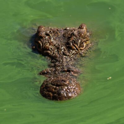 Crocoparc Entry Ticket with Transfers, Guide, & Tea