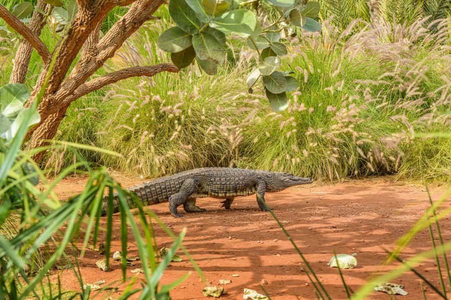 Agadir: Crocoparc Entry Ticket with Transfers, Guide, & Tea - The optional 50 MAD zip wire