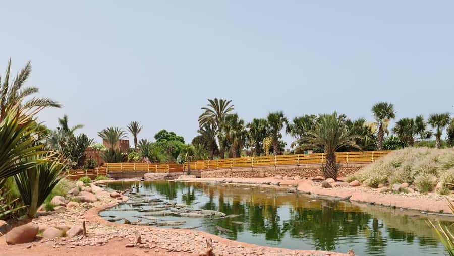 Agadir: Crocoparc Skip-the-Line Entry Ticket - Why Crocoparc is worth adding to an Agadir stay