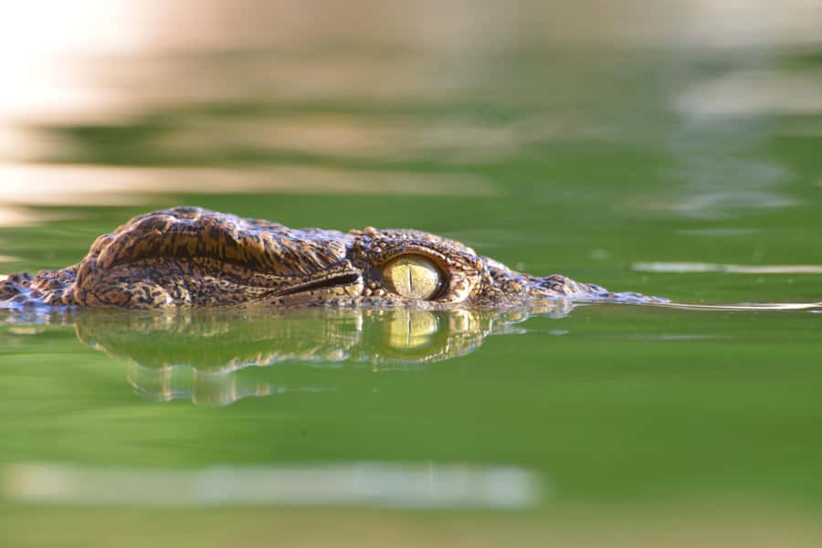 Agadir: Crocoparc Skip-the-Line Entry Ticket - Seeing 300 crocodiles up close