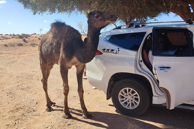 Agadir or taghazout : 4×4 Jeep Sahara Desert Trip with Lunch - Berber lunch in Arbaa Rasmouka