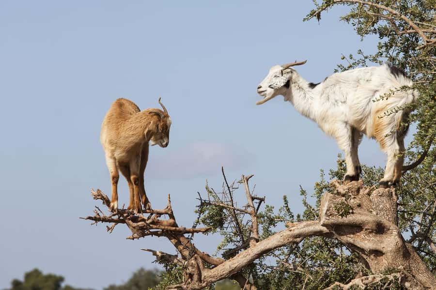 Agadir or Taghazout: Goat on Trees and Crocoparc with Pickup - Photo etiquette and the herder’s tip