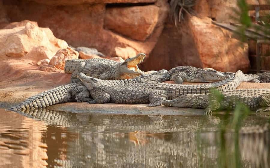 Agadir or Taghazout: Goat on Trees and Crocoparc with Pickup - Crocoparc: more than a crocodile enclosure