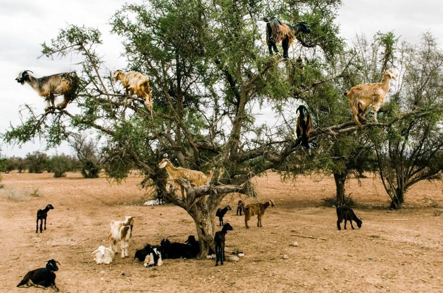 Agadir or Taghazout: Goat on Trees and Crocoparc with Pickup - Is the 53 dollar price fair?