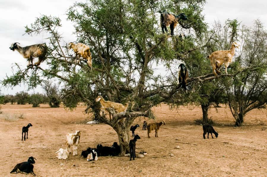 Agadir or Taghazout: Goat on Trees and Crocoparc with Pickup - Why the argan trees matter
