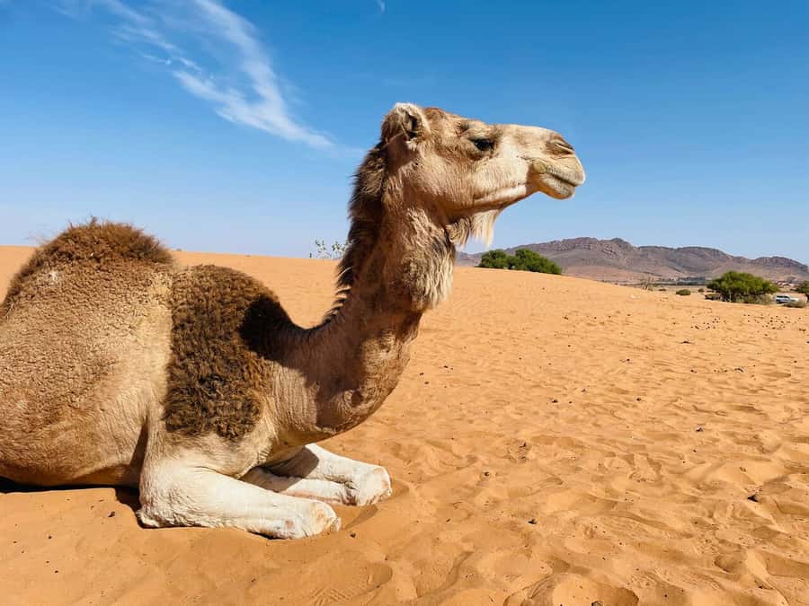 Agadir: Paradise Valley & Desert Sand Dunes with Camel Ride - Timlalin’s dunes and the Atlantic