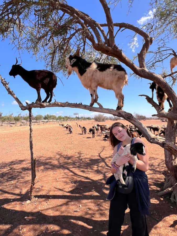 Agadir: Quad Safari with Crocoparc Optional - The argan-tree goats and Moroccan tea stop