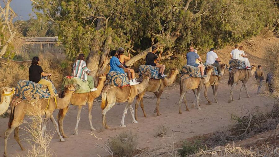 Agadir/Taghazout: Camel Rides with Tea Drink and Transfers - Should you book it?